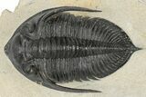 Zlichovaspis Trilobite - Atchana, Morocco #186707-2